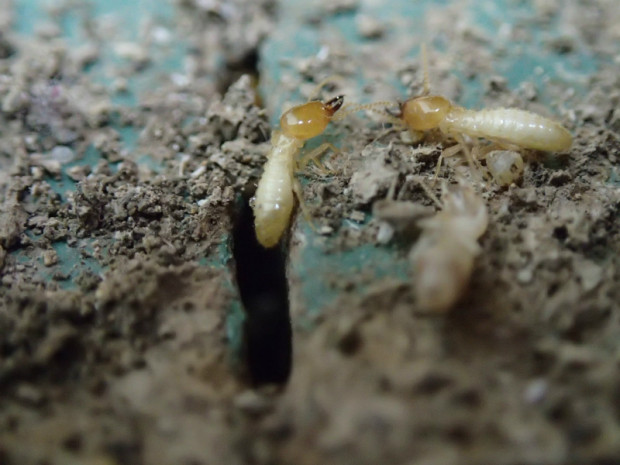 S黒崎～H岡垣シロアリ 043