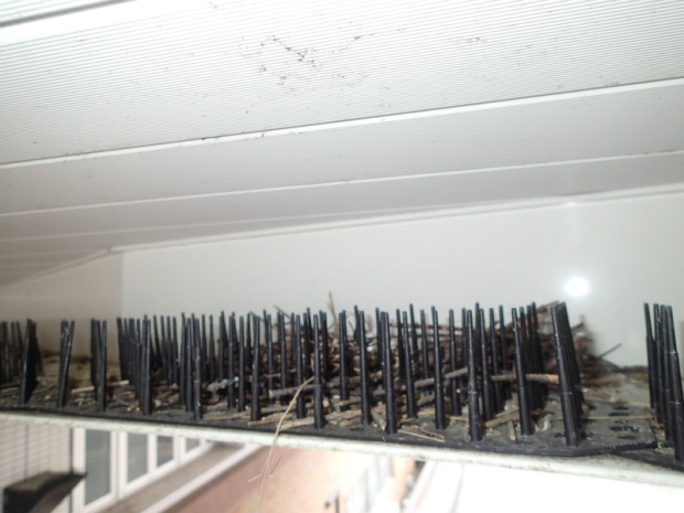 宗像医師会ハト 004