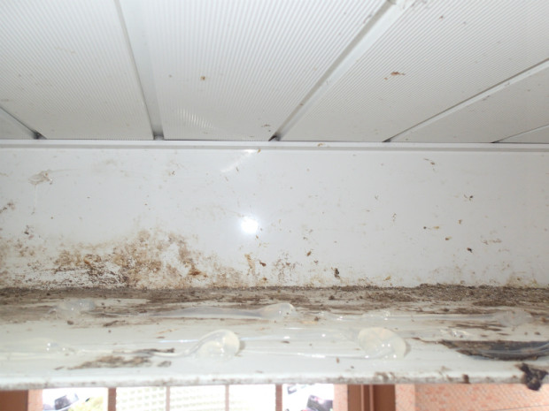 宗像医師会ハト 020