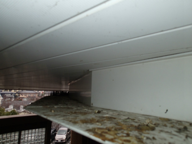 宗像医師会ハト 012