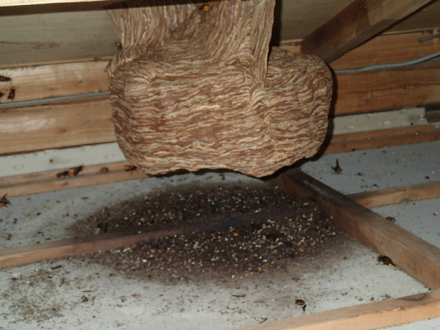 大スズメバチ 003